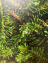 Scratch and Dent: 1/8” Evergreen - White - Single Sided