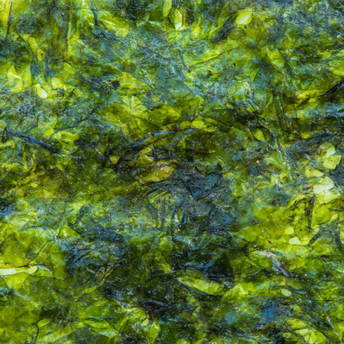 2365 - Water Greenery