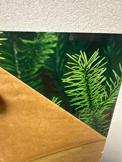 Scratch and Dent: 1/8” Evergreen- - Clear