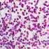 Purple Love Confetti - 1/8" Acrylic Sheet