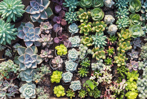 2015 - Succulent Background