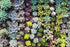 2015 - Succulent Background
