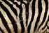 2039 - Zebra Animal Print