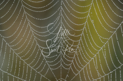 2086 - Spider Web