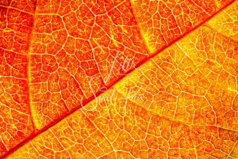2207 - Fall Leave Vein