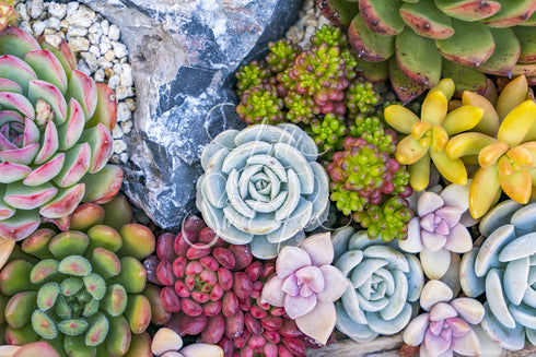 2216 - Succulent Background