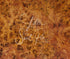 2251 - Wood Veneer