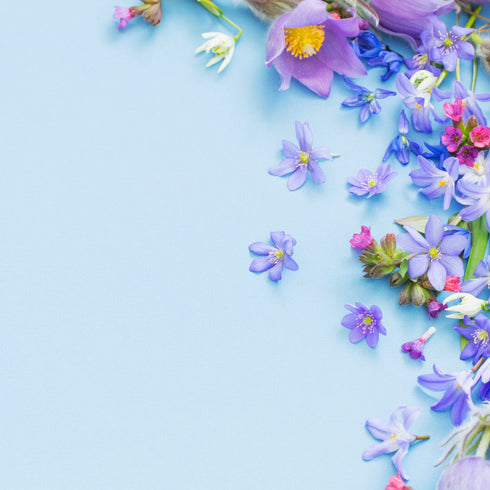 0271 - Wild Flower Picture Background