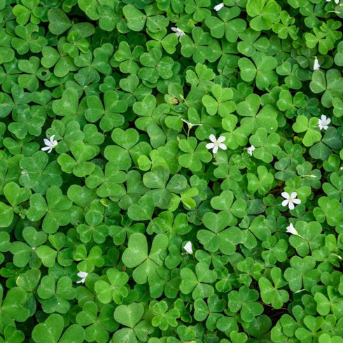 0321 - Real Clovers