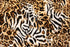 0936 - Animal Print