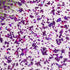 Purple Glitter Flakes - 1/8" Clear Cast Acrylic Sheet