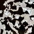 Black and White Panda - 1/8" Celluloid Acrylic Sheet