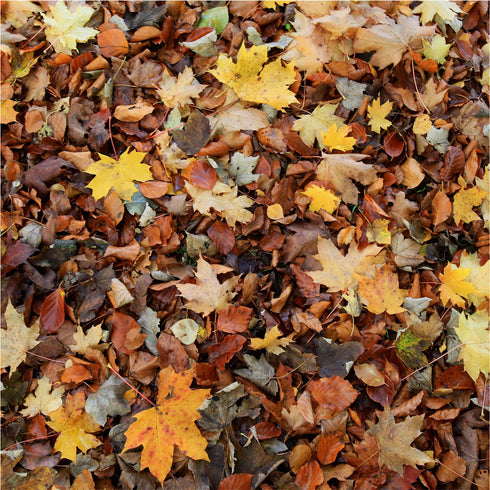 0859 - Autumn Leaves