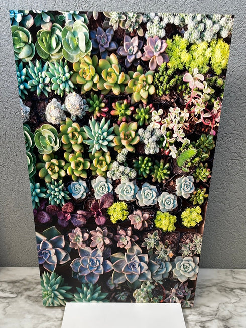 2015 - Succulent Background