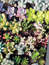 2015 - Succulent Background