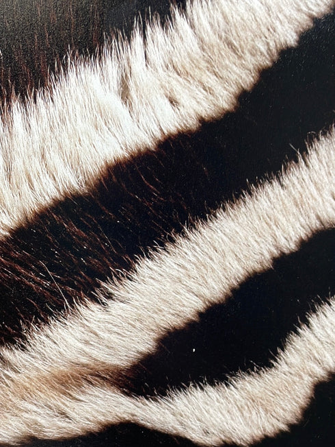 2039 - Zebra Animal Print